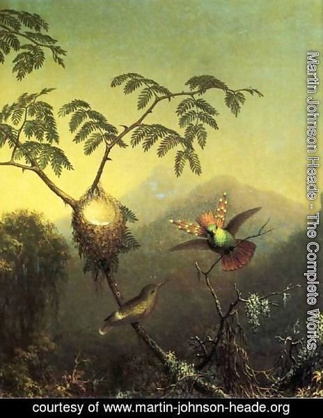 Martin Johnson Heade - Two Hummingbirds Tufted Coquettes