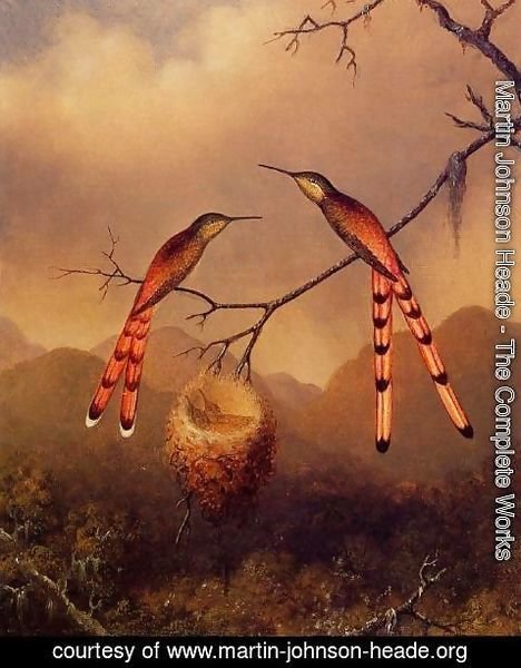 Martin Johnson Heade - Two Hummingbirds With Their Young