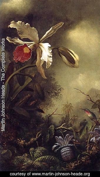 Martin Johnson Heade - White Orchid And Hummingbird